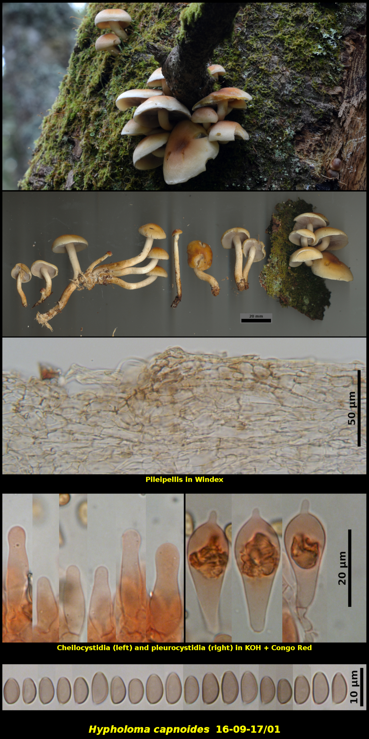 Picture of <i>Hypholoma capnoides</i> 16-09-17/01